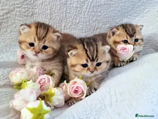 British Shorthair cats 🧡 GOLDEN BSH KITTENS 🧡 - Advert 3