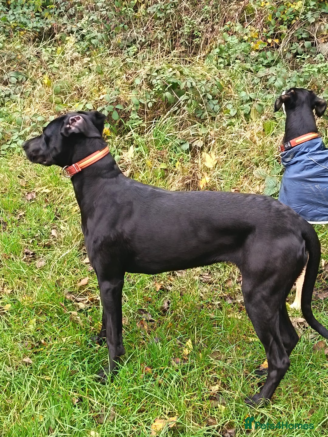 Mixed Breed dogs for sale: Cane Corso x saluki lurcher - Advert 8