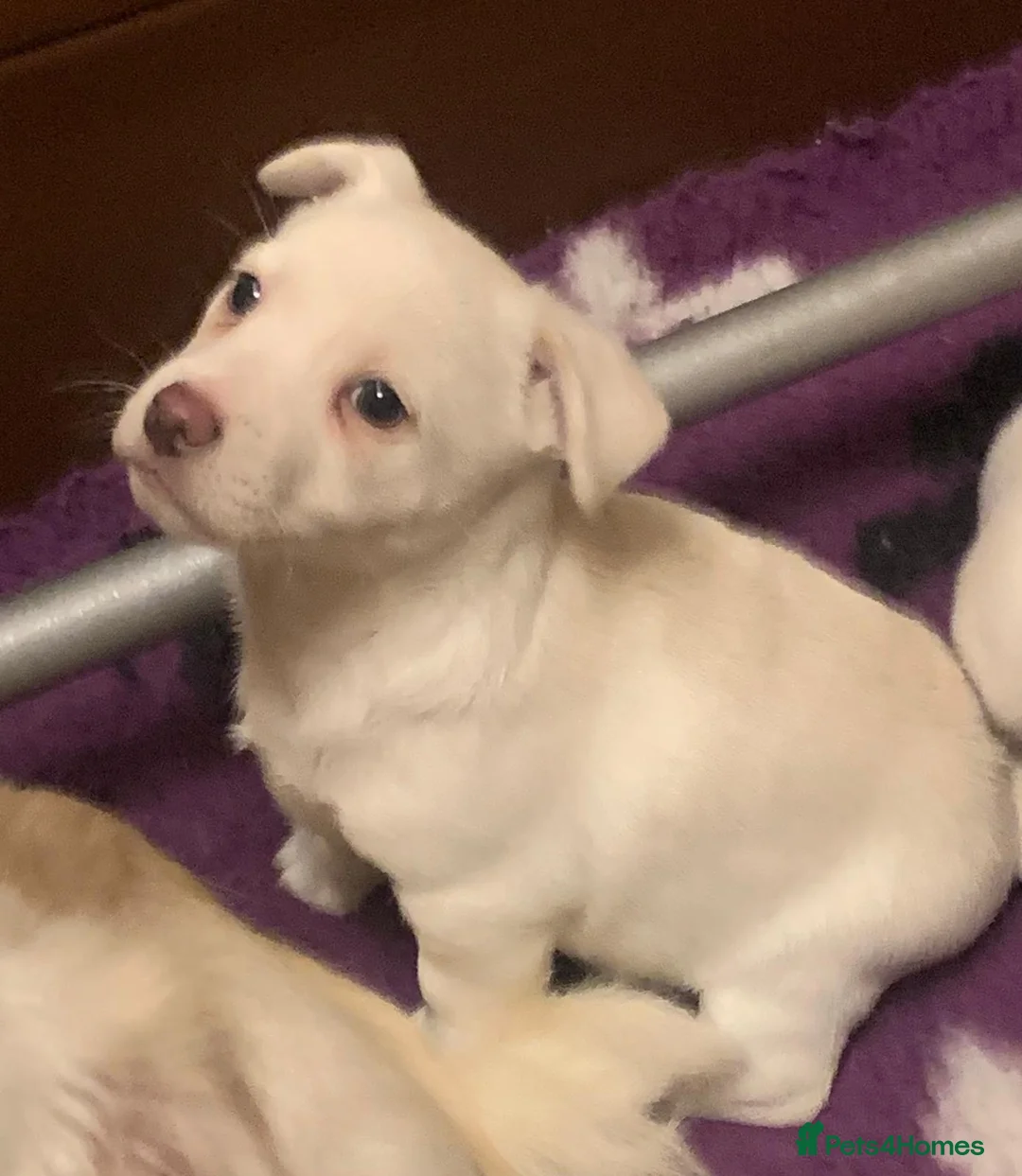 Jack Russell dogs for sale: Just one outstanding miniature boy available  - Advert 2