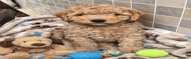 Labradoodle 1