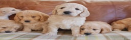 Mini Goldendoodle dogs for sale: Quality Health Tested F1 Miniature Goldendoodles  - Advert 2