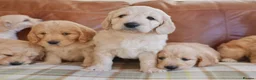 Mini Goldendoodle dogs for sale: Quality Health Tested F1 Miniature Goldendoodles  - Advert 2