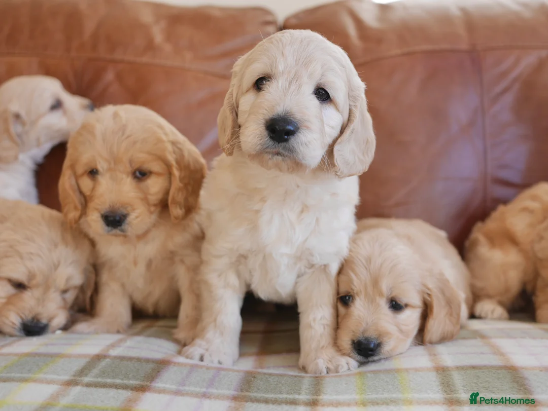Mini Goldendoodle dogs for sale: Quality Health Tested F1 Miniature Goldendoodles  - Advert 2