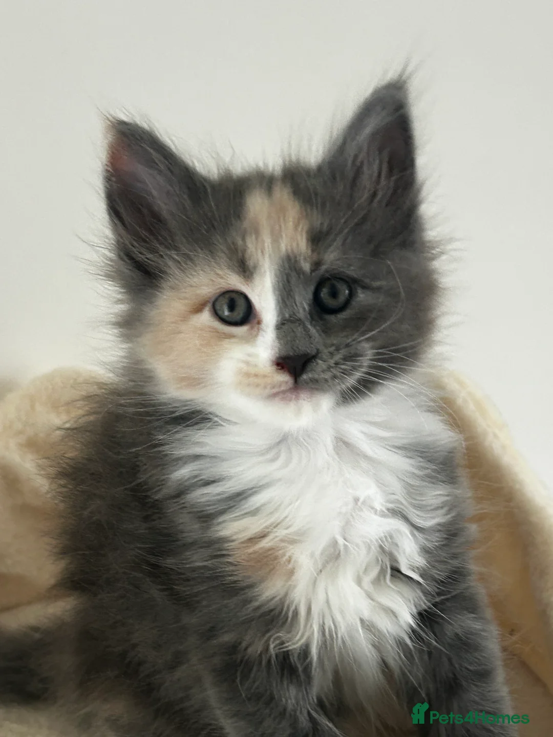 Maine Coon cats for sale: Find Your Purrfect Match! - Advert 19