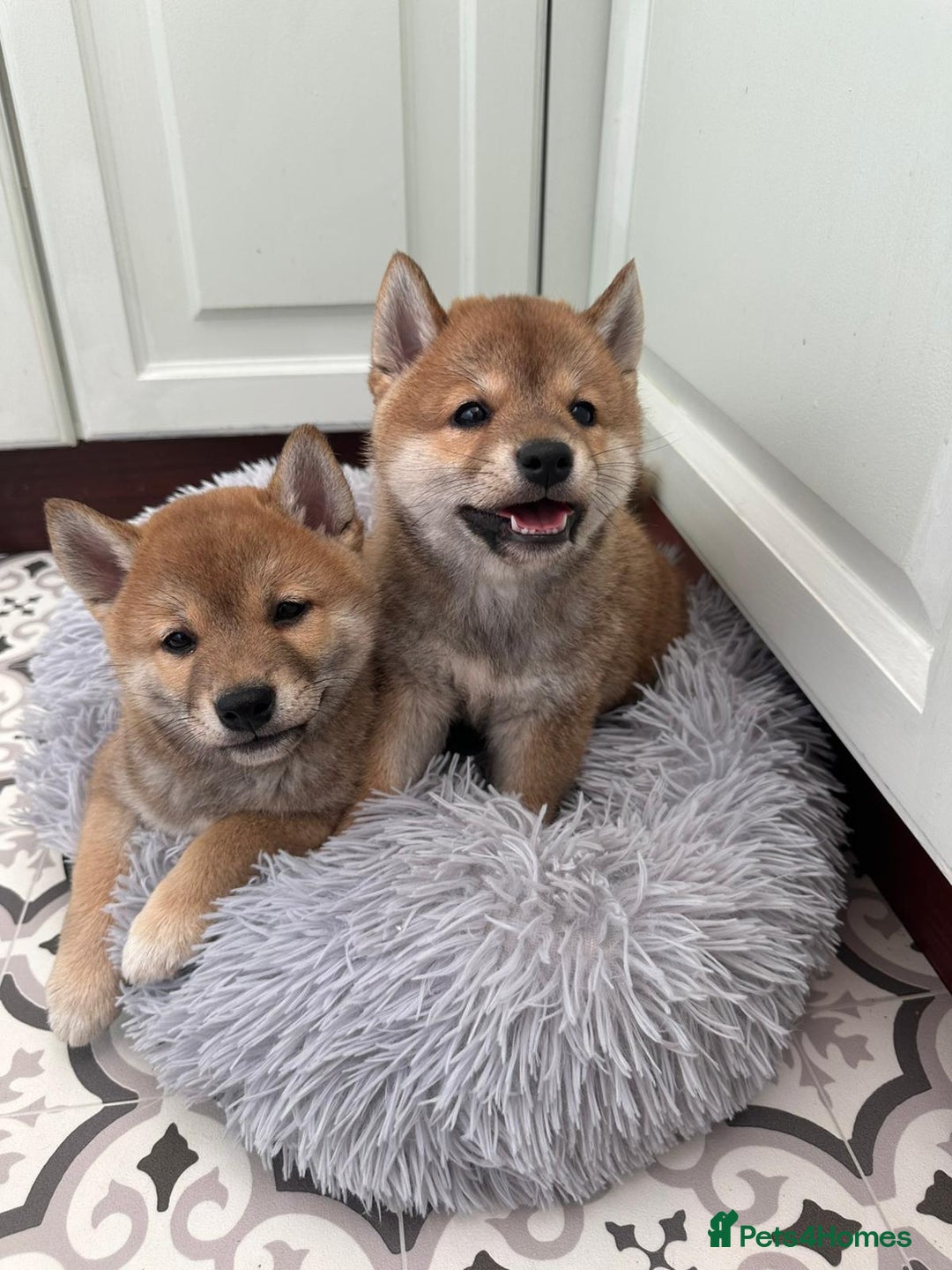 Japanese Shiba Inu dogs for sale: Japanese Shiba Inu Puppies - Image 18