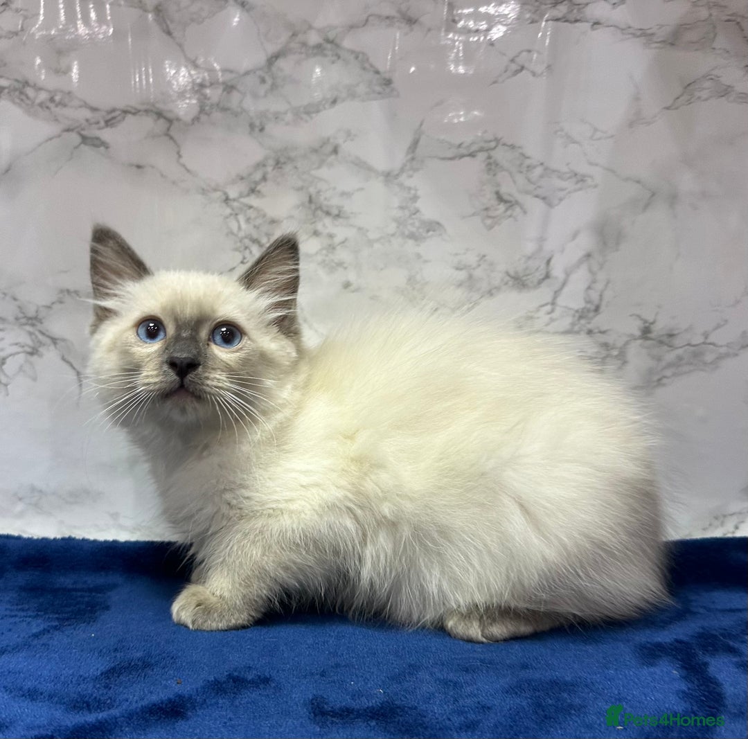 Ragdoll cats for sale: TICA Registered Magnificent Ragdoll kittens  - Advert 14