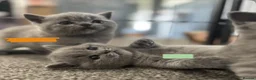 British Shorthair cats for sale: British shorthair kittens - Advert 10