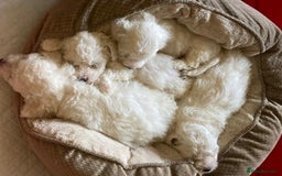 Bichon Frise dogs for stud: KC REGISTERED PROVEN STUD BEST BY FAR OVER 200 pu in Harlow - Image 3