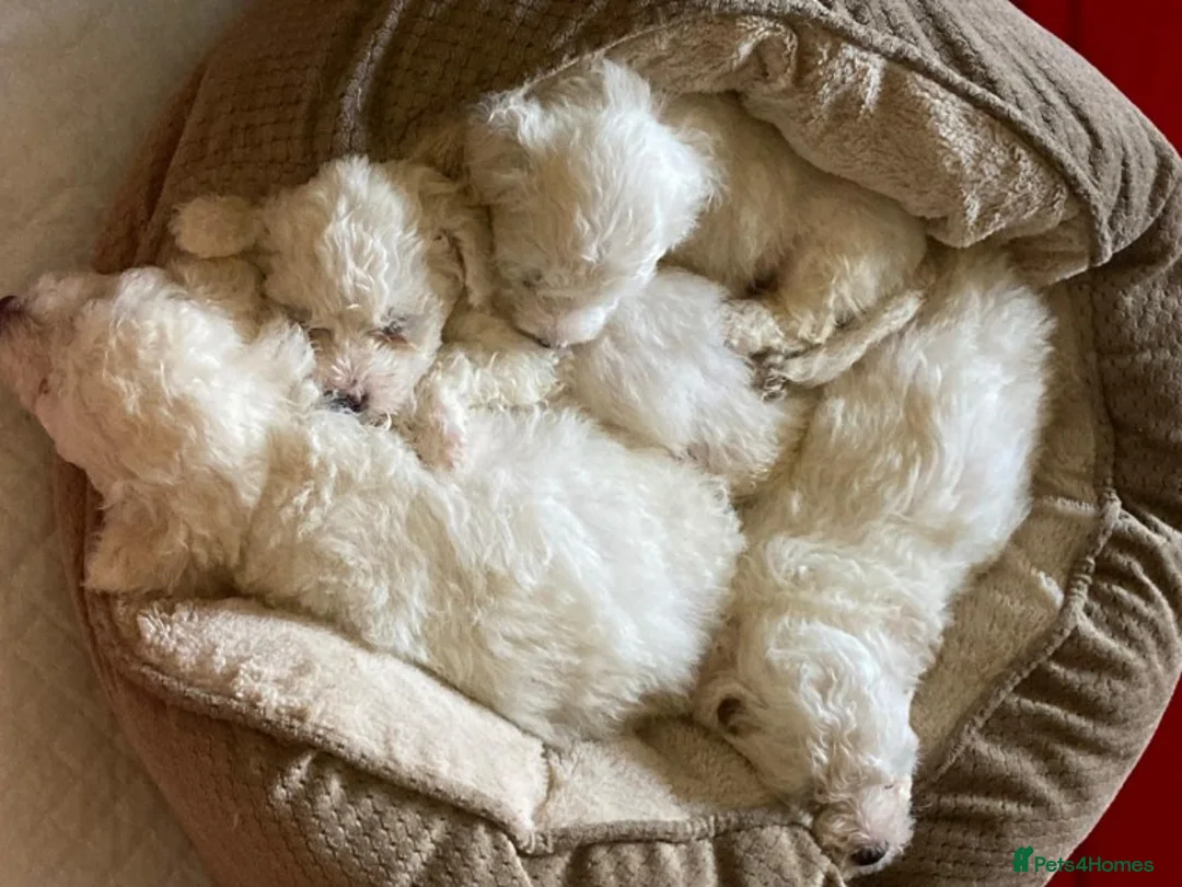 Bichon Frise dogs for stud: KC REGISTERED PROVEN STUD BEST BY FAR OVER 200 pu in Harlow - Advert 3