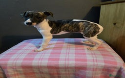 Whippet dogs for sale: ✅️ Ready to leave - KC whippets 🧡 - Image 15
