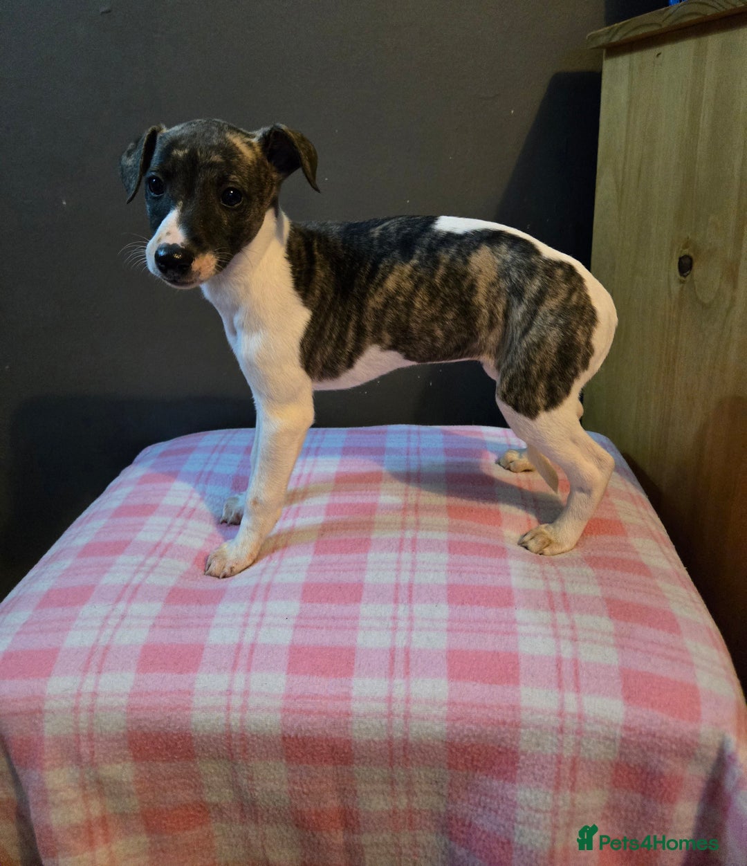 Whippet dogs for sale: ✅️ Ready to leave - KC whippets 🧡 - Image 15
