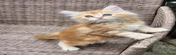 Maine Coon cats for sale: Maine Coon ginger Ready Now!! Absolutely gorgeous! - Advert 12