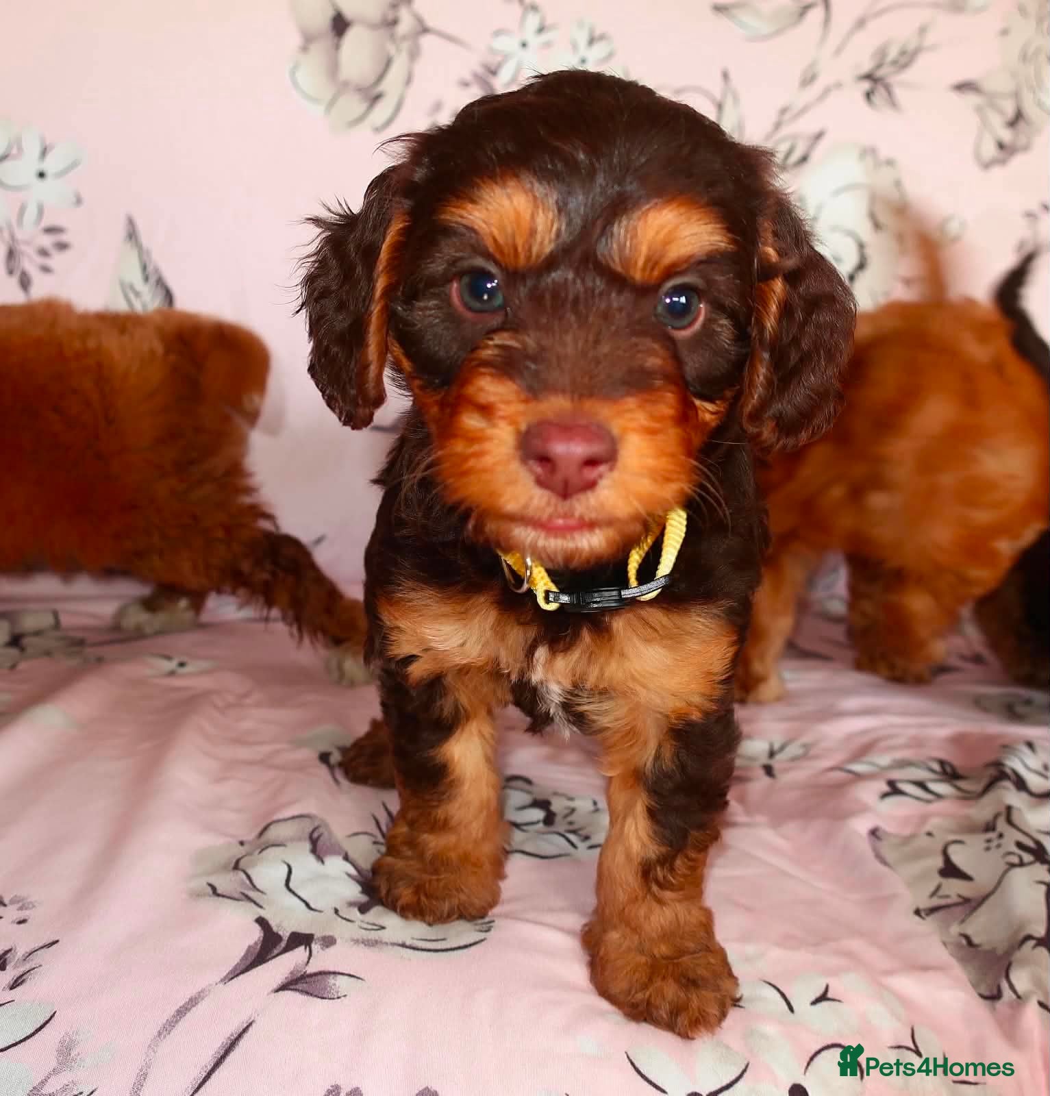Cockapoo dogs Beautiful cocker poo puppies available  - Advert 2