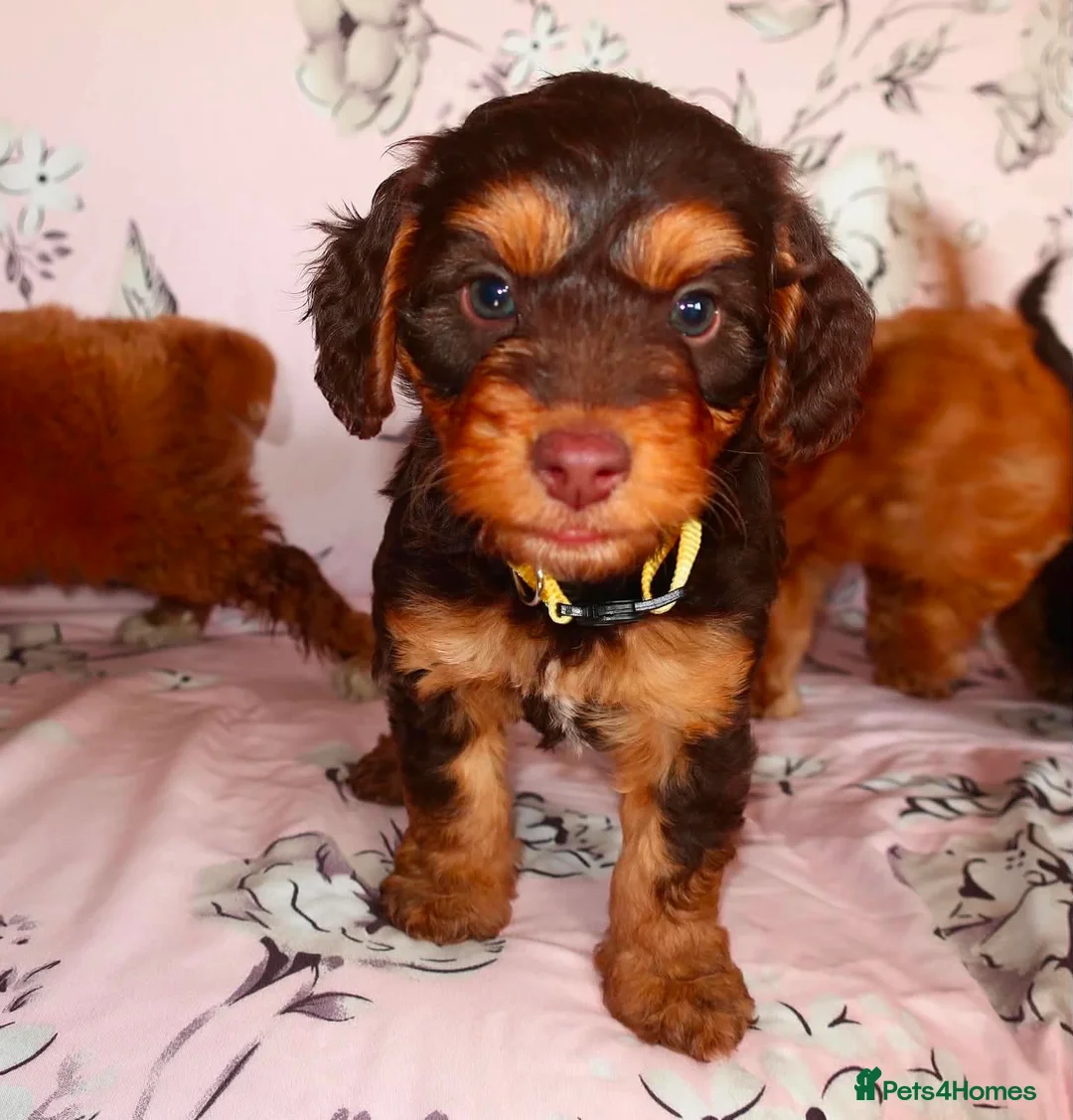 Cockapoo dogs for sale: Beautiful cocker poo puppies available  - Advert 2