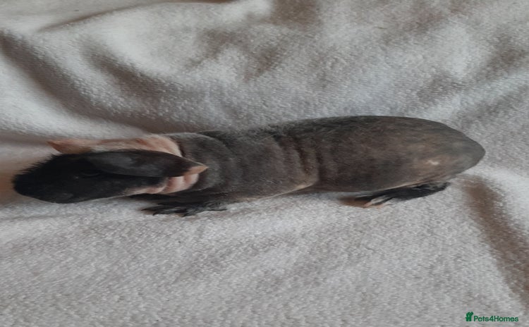 Guinea Pig rodents - Advert 13