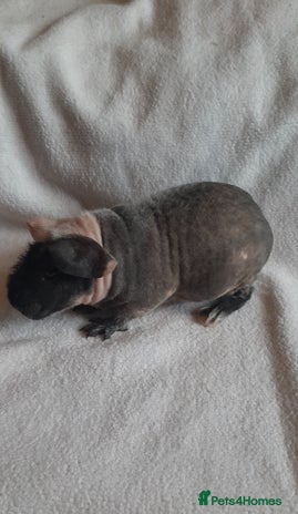 Guinea Pig rodents - Advert 13