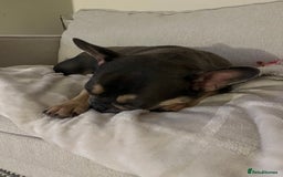 French Bulldog dogs for sale: 3 year old female French bulldog - Image 7