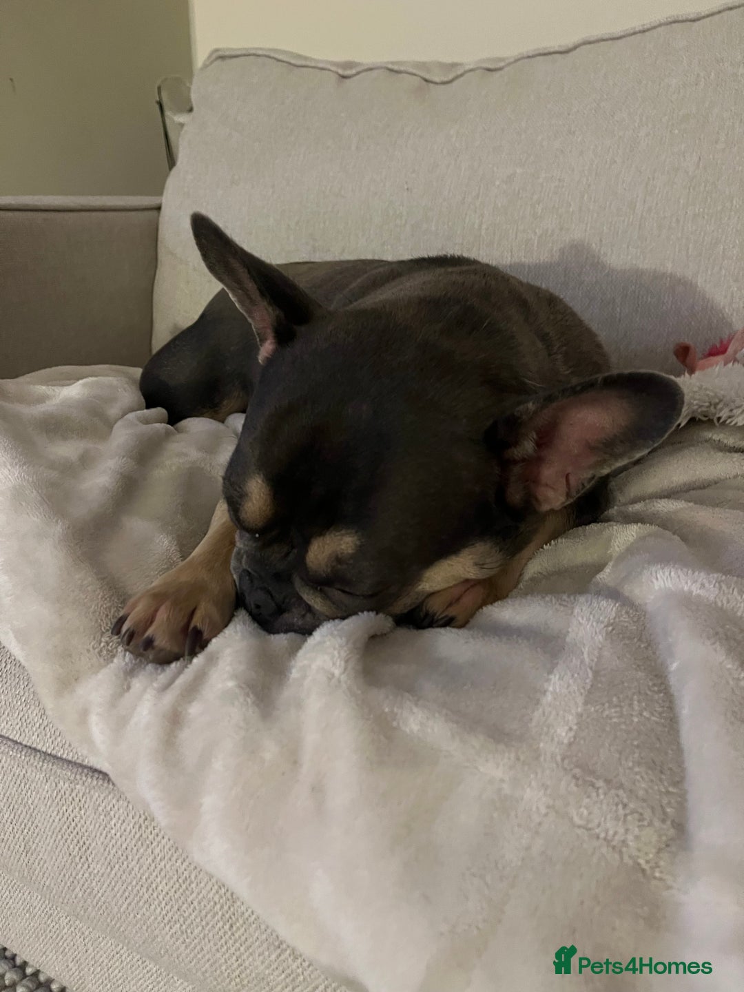 French Bulldog dogs for sale: 3 year old female French bulldog - Image 7