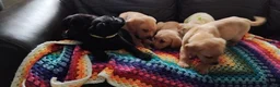 Labrador Retriever dogs for sale: Here come the boys! - Advert 36