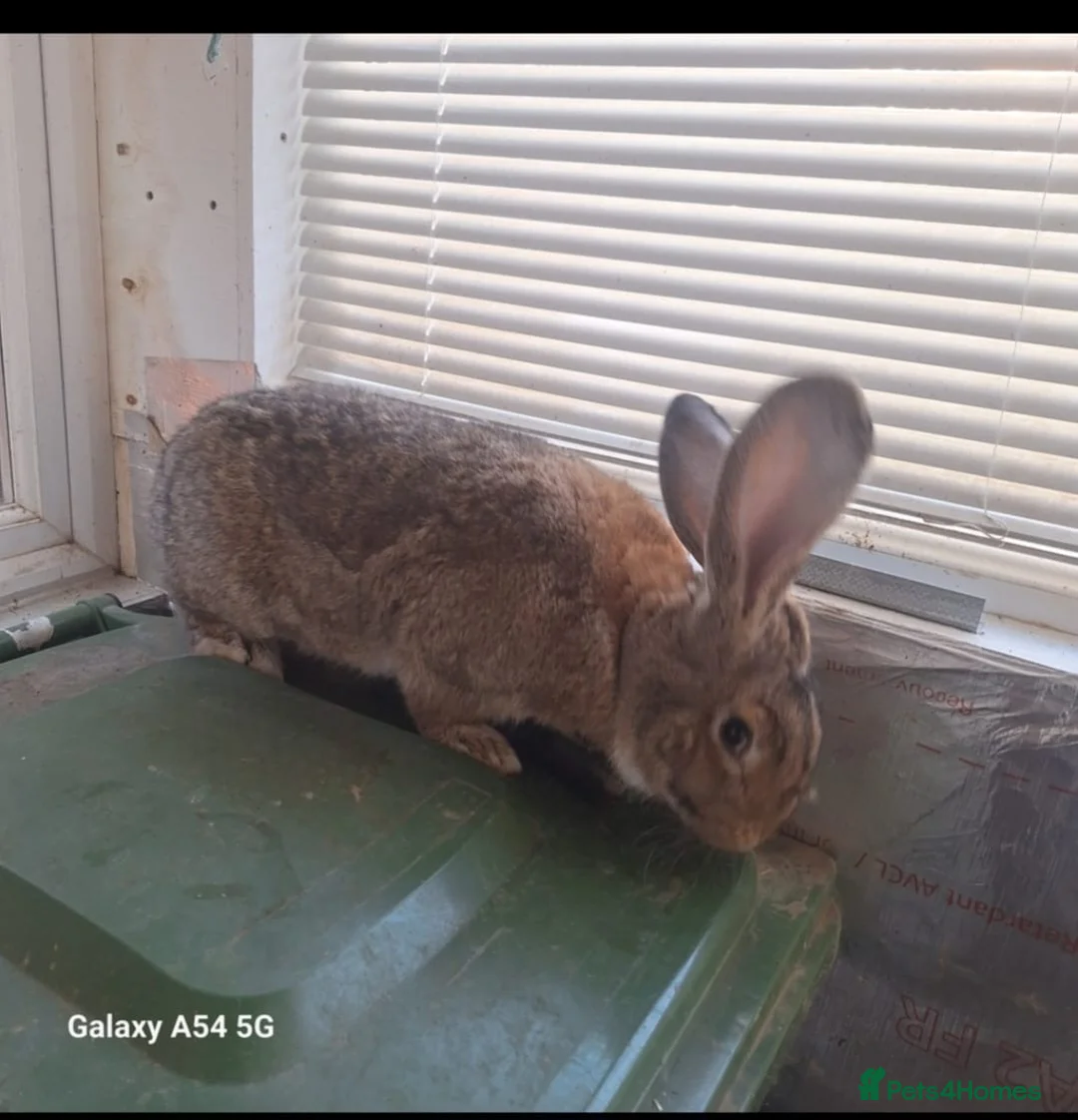New Zealand rabbits for sale: New Zealand - Advert 2