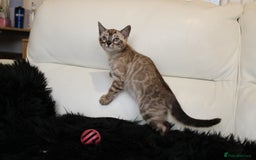 Bengal cats for sale: Stunning Bengal kittens - Image 25