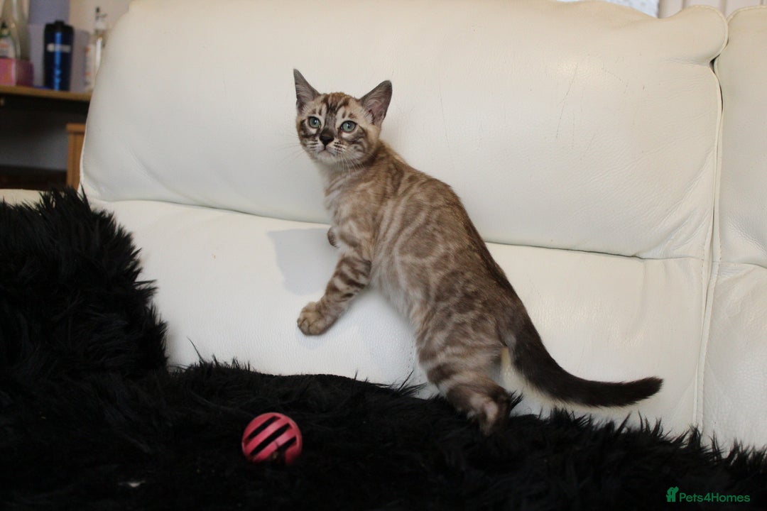 Bengal cats for sale: Stunning Bengal kittens - Image 25