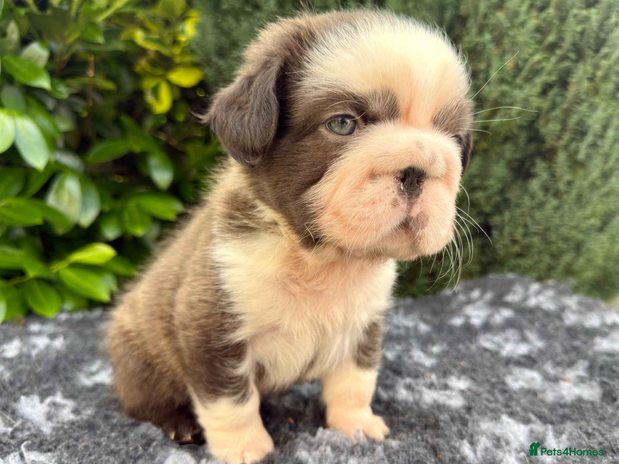 French Bulldog dogs  **  fluffy French bulldog pups - Advert 2