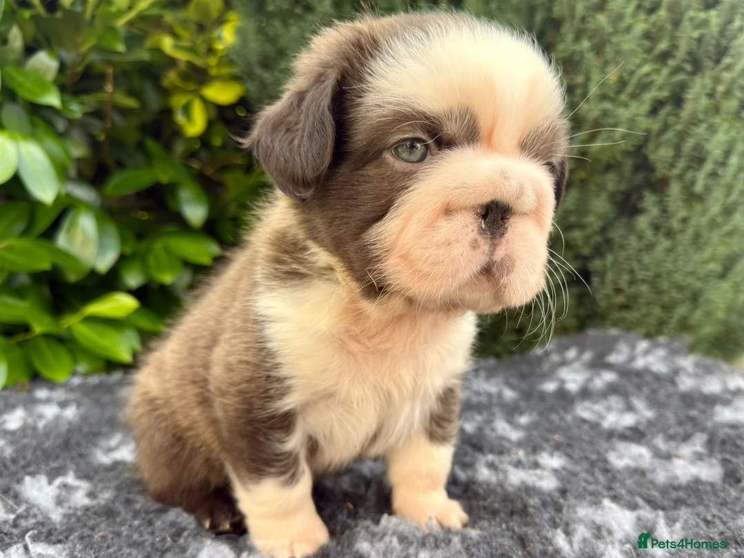 French Bulldog dogs for sale:  **  fluffy French bulldog pups - Advert 1