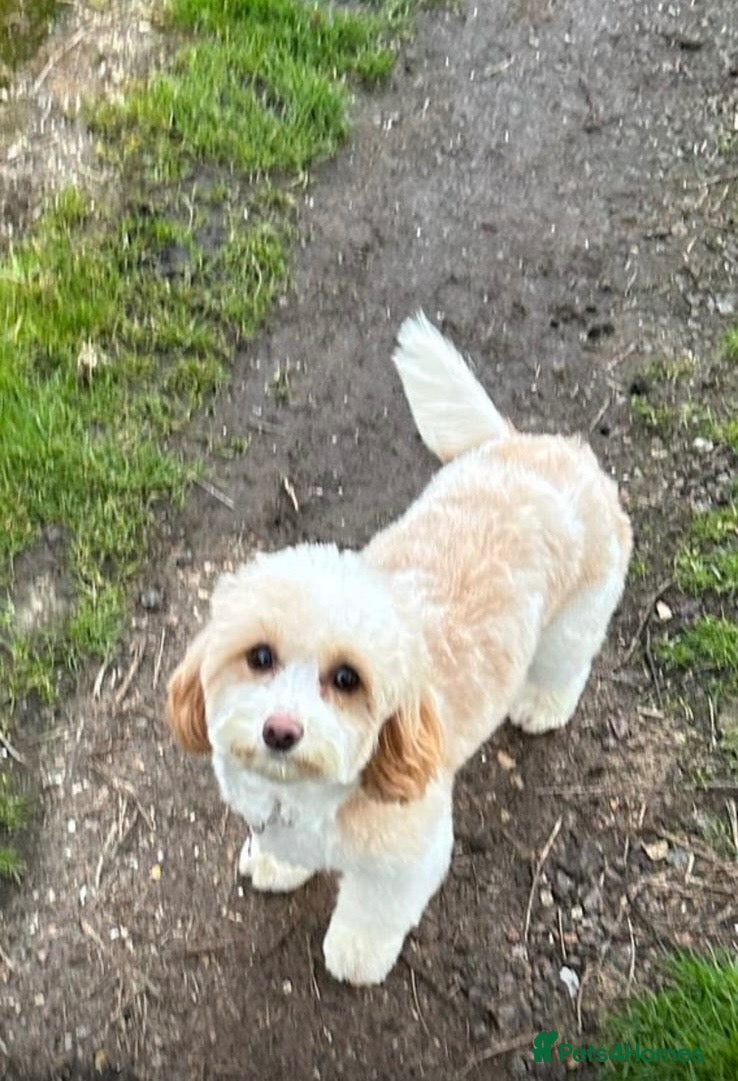 Shihpoo dogs Beautiful Shihpoo puppies - Advert 2