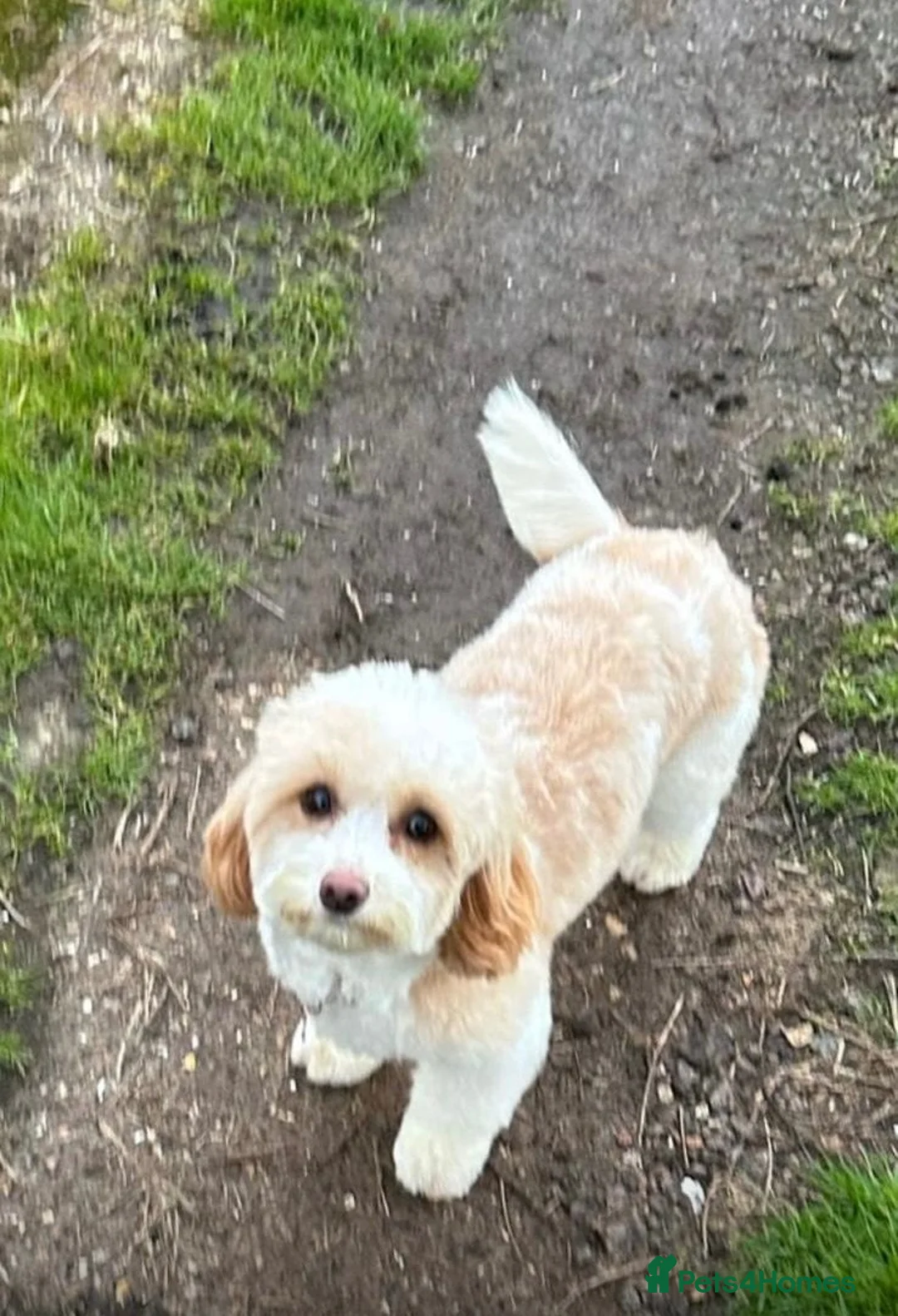 Shihpoo dogs for sale: Beautiful Shihpoo puppies - Advert 2