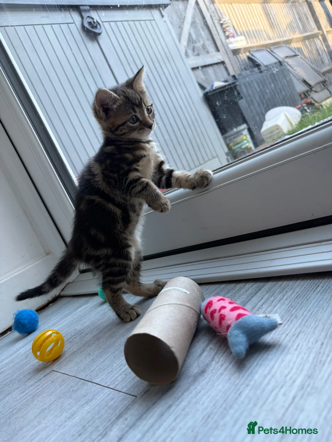 Bengal cats for sale: Last Bengal Cross Kitten Beautiful Girl Ready Now - Advert 9