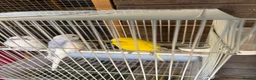 Budgerigars birds for sale: Budgies for sale - Advert 7