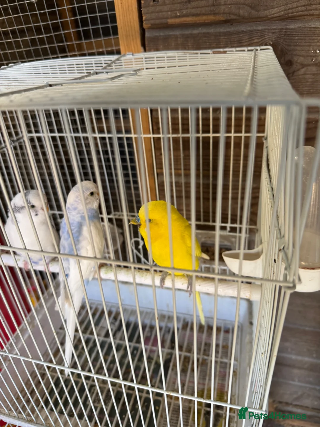 Budgerigars birds for sale: Budgies for sale - Advert 7