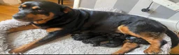 Rottweiler dogs for sale: Beautiful Rottweiler puppies ready now in Dartford - Advert 4