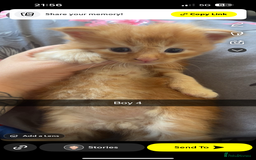 Maine Coon cats for sale: Beautiful Maine coon kittens 07396998601 - Image 6
