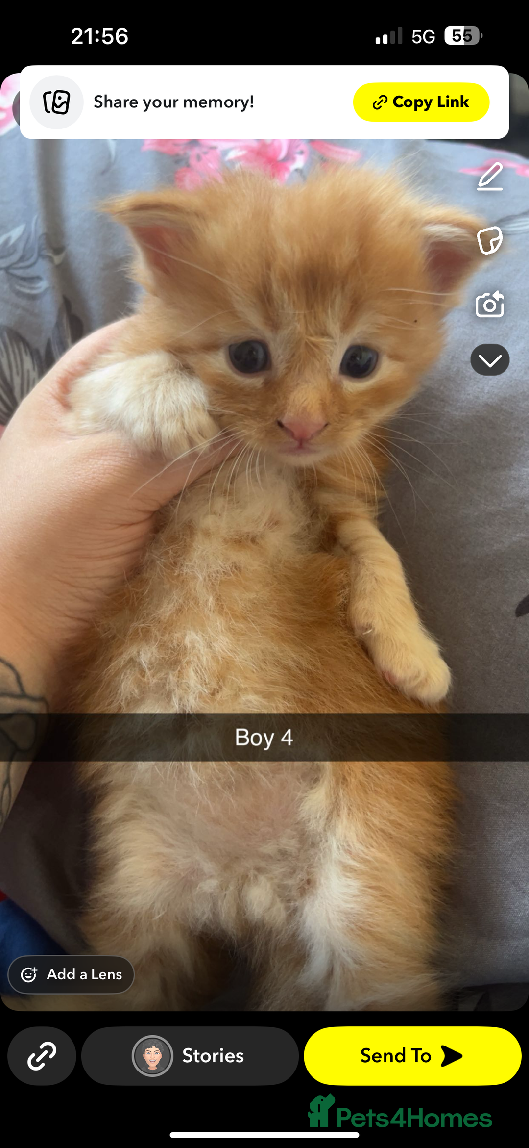 Maine Coon cats for sale: Beautiful Maine coon kittens 07396998601 - Image 6