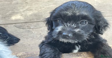 Mixed Breed dogs - Advert 11