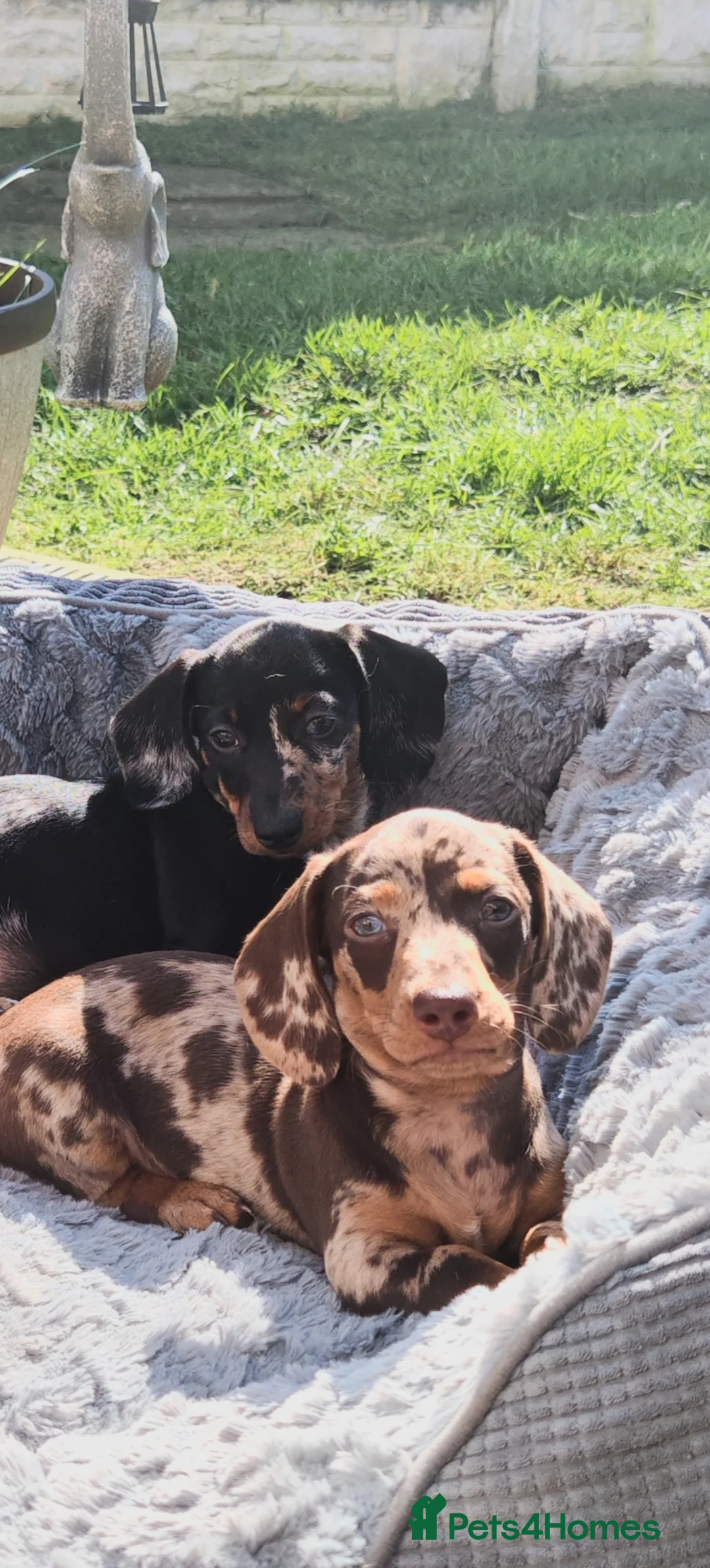 Dachshund dogs for sale: Dashounds girls in Pontefract - Advert 1
