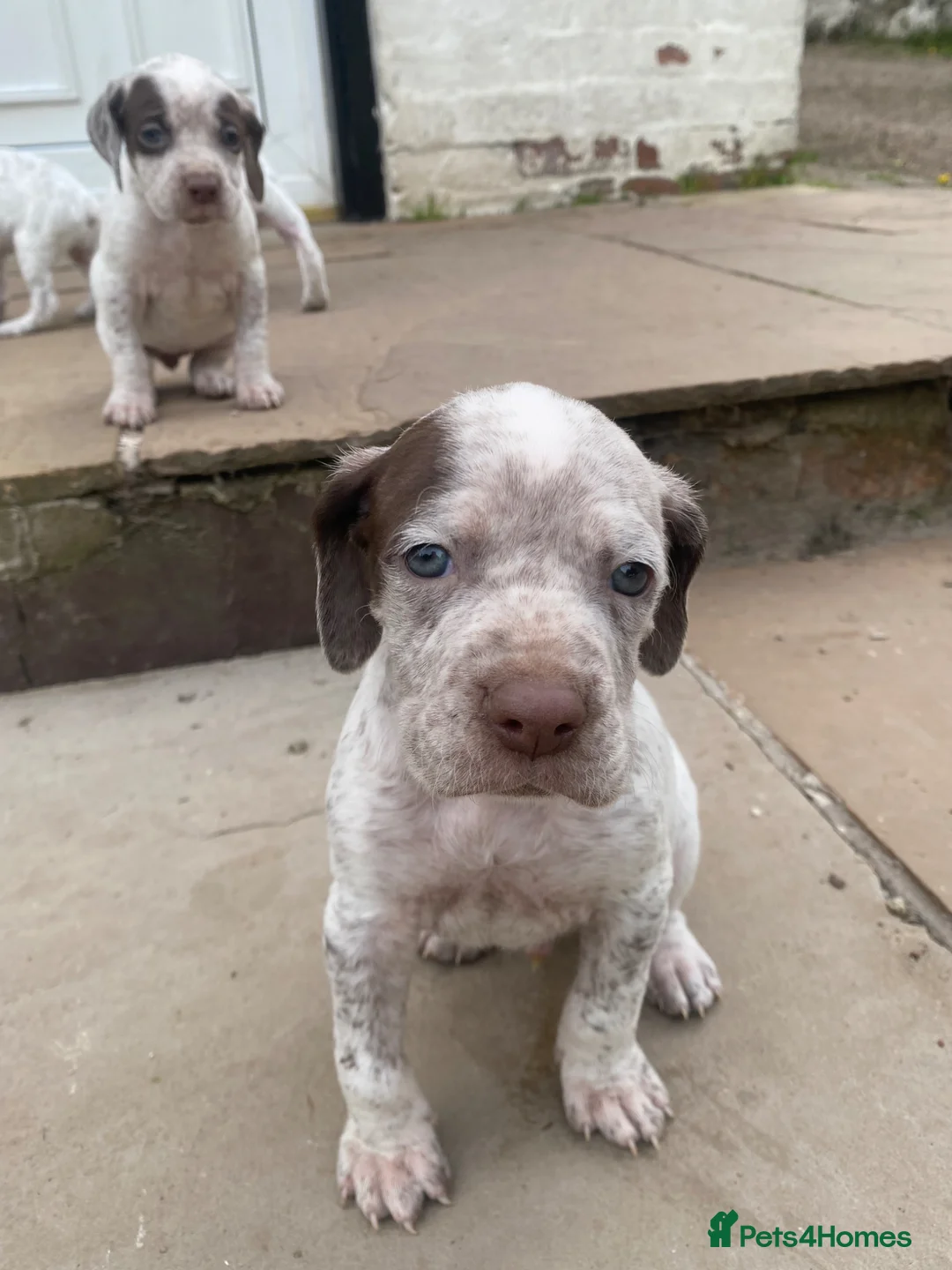 Braque du Bourbonnais dogs for sale: Braque du borbonnais puppies in Clydebank - Advert 2