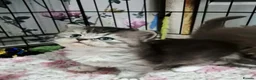 British Longhair cats for sale: GCCF REG, British Longhairs. - Advert 13
