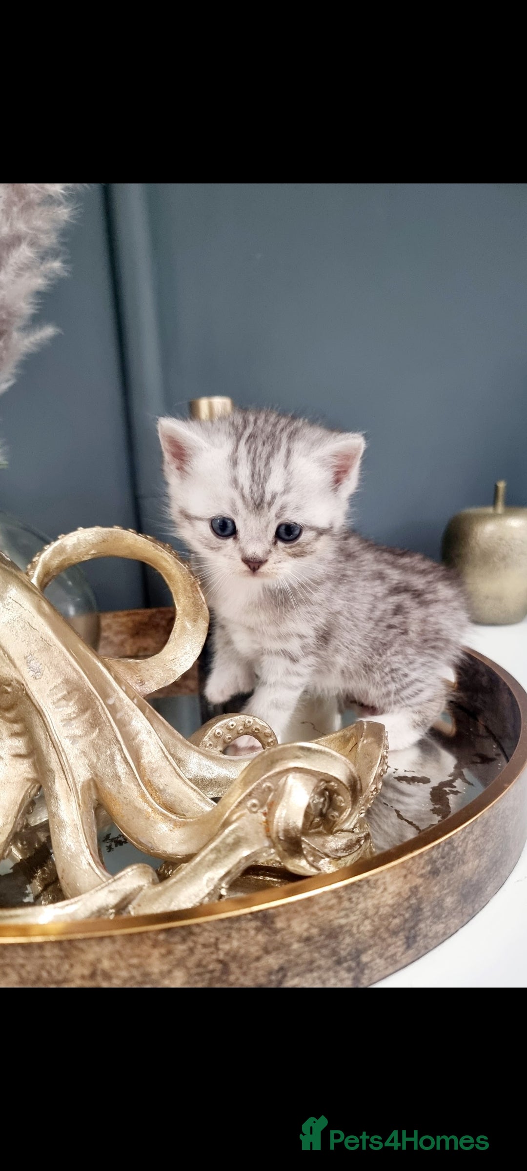 British Shorthair cats 🩵Stunning Icey Silver Tabby BSH x Russian Blue ❤ - Advert 1