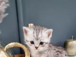 British Shorthair cats 🩵Stunning Icey Silver Tabby BSH x Russian Blue ❤ - Advert 5