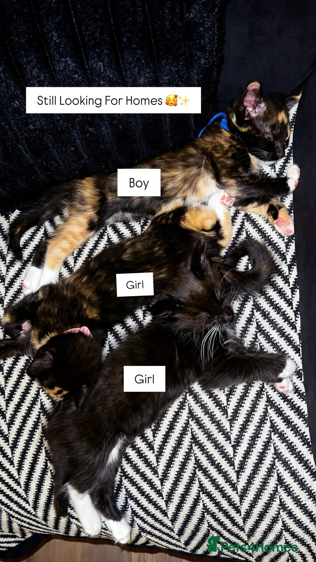Mixed Breed cats for sale: Male Kitten For Sale - Advert 5