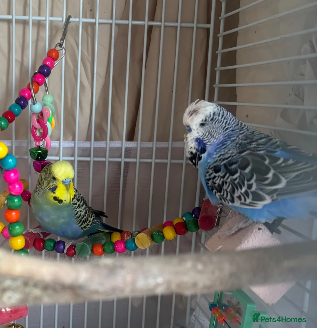 Budgerigars birds for sale: 2 mixed colour budgies for sale, with cage. in West Malling - Advert 1
