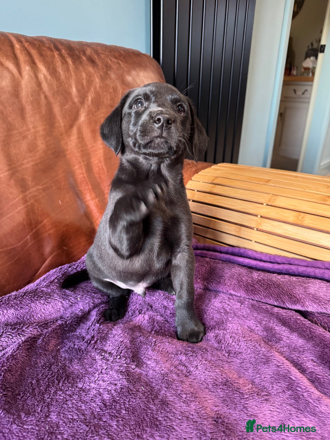 Labrador Retriever dogs for sale: Black Labrador Puppies, 5* Licensed Breeder - Advert 32