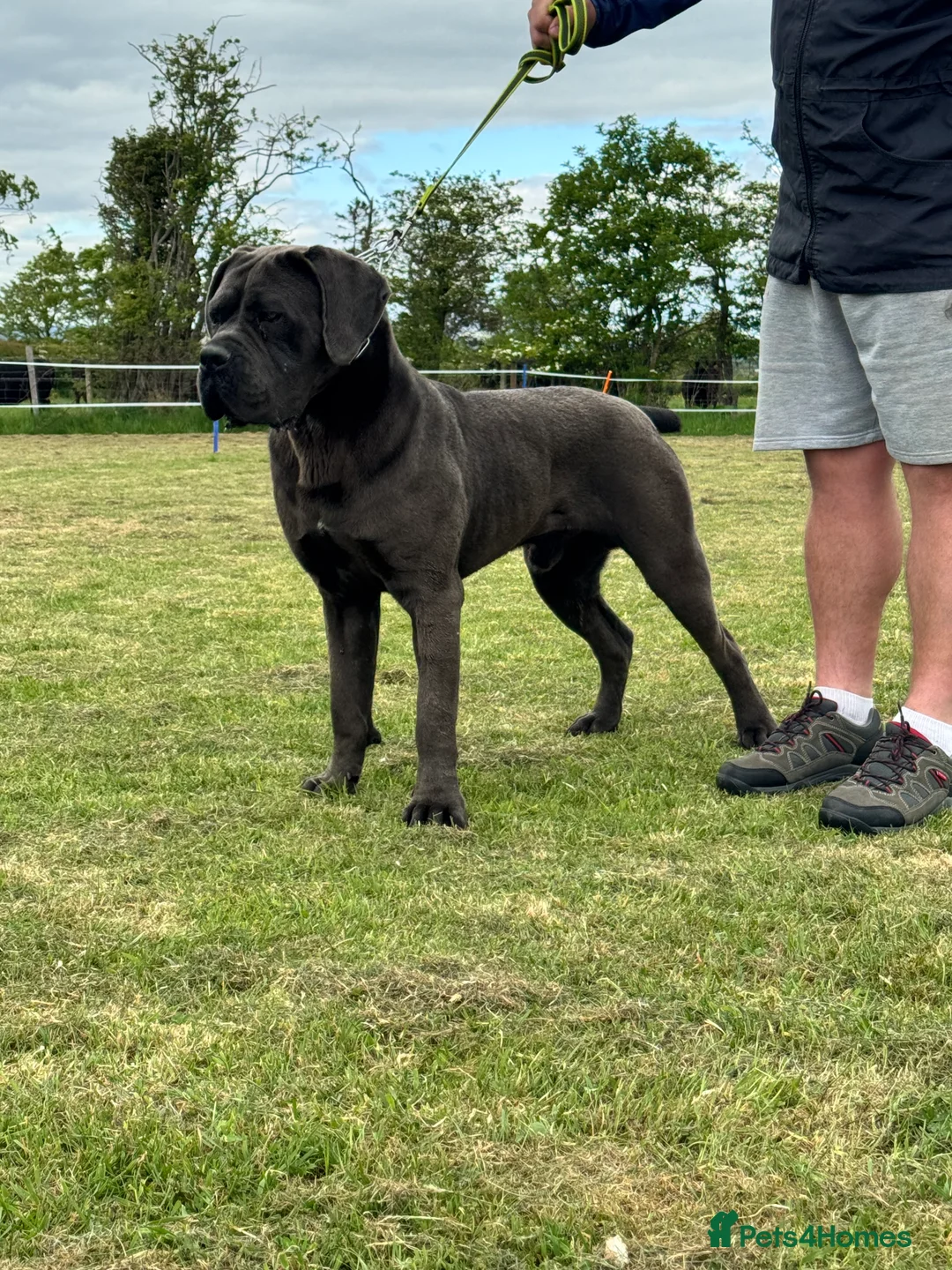 Cane Corso dogs for stud: Health tested Blue cane corso stud  in Carlisle - Advert 3