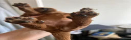 Cockapoo dogs for sale: Cockapoo Puppies by Proven Parents (last litter) - Advert 14