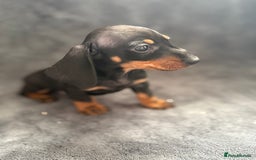 Dachshund dogs for sale: Miniature dachshund  - Image 5