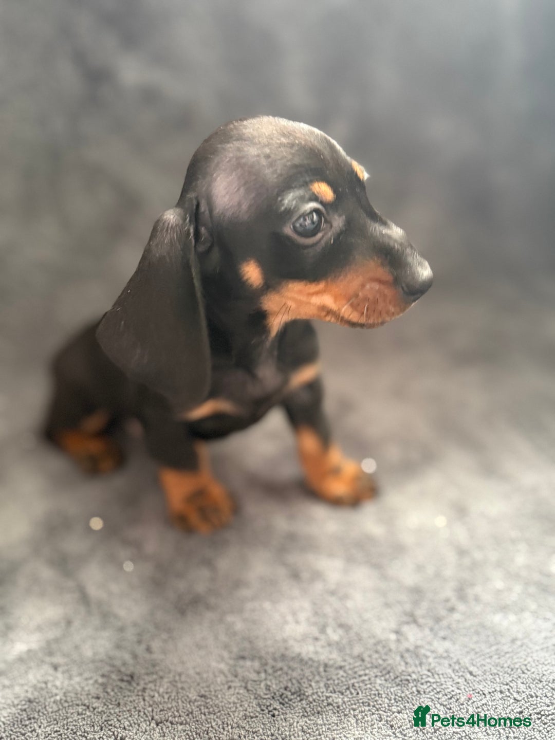Dachshund dogs for sale: Miniature dachshund  - Image 5