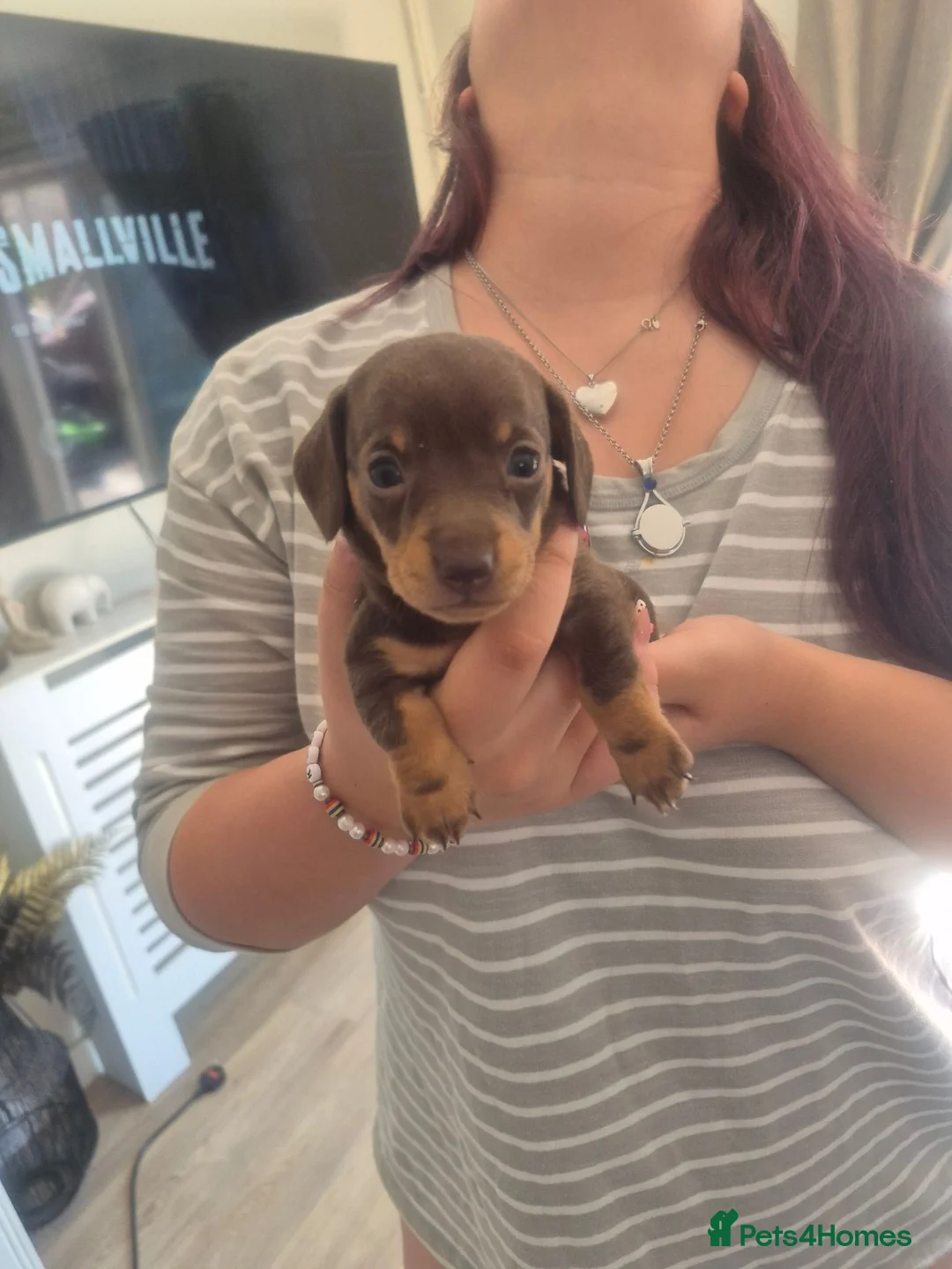 Miniature Dachshund dogs for sale: Miniature Smooth Dachshund Puppies - Advert 6